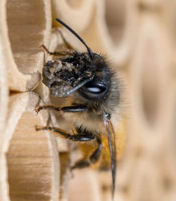 une abeille maçonne qui construit une cloison en terre pour son habitat.