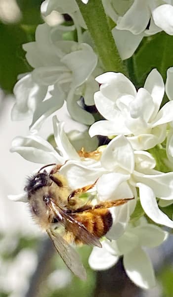 adopter des abeilles pour la biodiversité au jardin et leur action de pollinisation