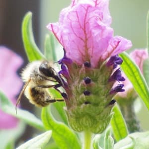 les abeilles ont un rôle essentielle pour polliniser les plantes