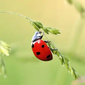 Utiliser les coccinelles pour lutter contre les pucerons