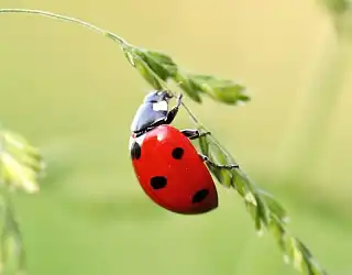 Utiliser les coccinelles pour lutter contre les pucerons