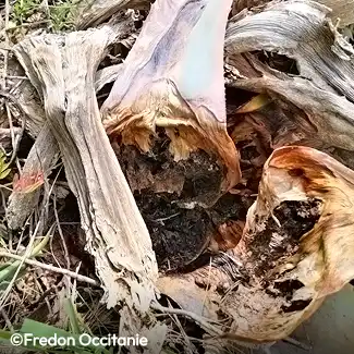 Agave ravagée par le charançon noir de l'agave Agave ravagée par le charançon noir de l'agave