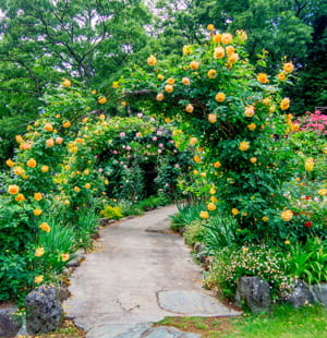 Arche de jardin ronde pour plantes grimpantes