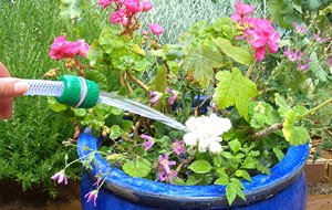Arroser les plantes avec l'eau du bain