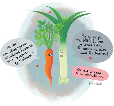 Associer la carotte et le poireau pour éloigner les mouches de la carottes