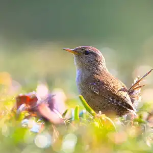 Comment attirer les oiseaux dans son jardin ?