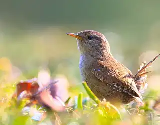 Comment attirer les oiseaux dans son jardin ?
