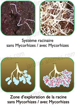 avantage mycorhizes