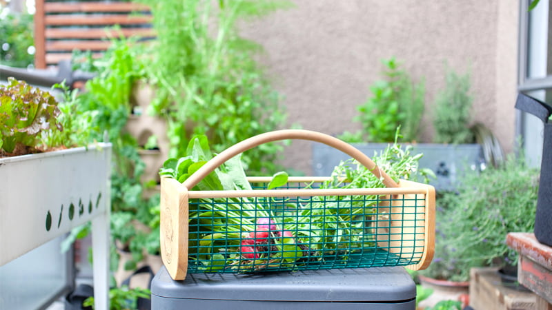 Cultiver un potager sur un balcon