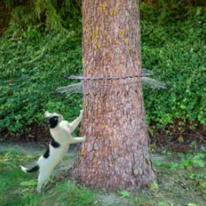 barrière anti chat pour tronc d'arbre