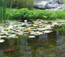 Bassin de jardin japonais