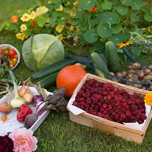 Comment favoriser la biodiversité au jardin ?