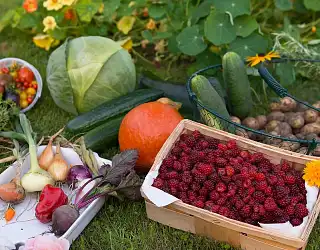 Comment favoriser la biodiversité au jardin ?