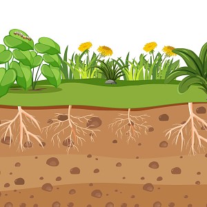 Amélioration du sol et fertilisation des plantes : le secret des EM micro-organismes efficaces