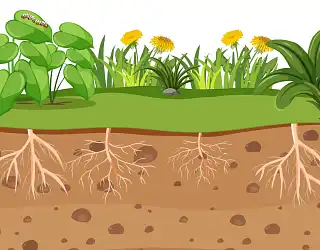 Amélioration du sol et fertilisation des plantes : le secret des EM micro-organismes efficaces