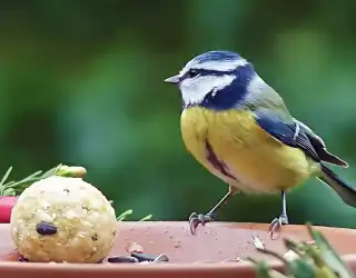Pourquoi et comment nourrir les oiseaux du jardin ? Choisir une alimentation adaptée