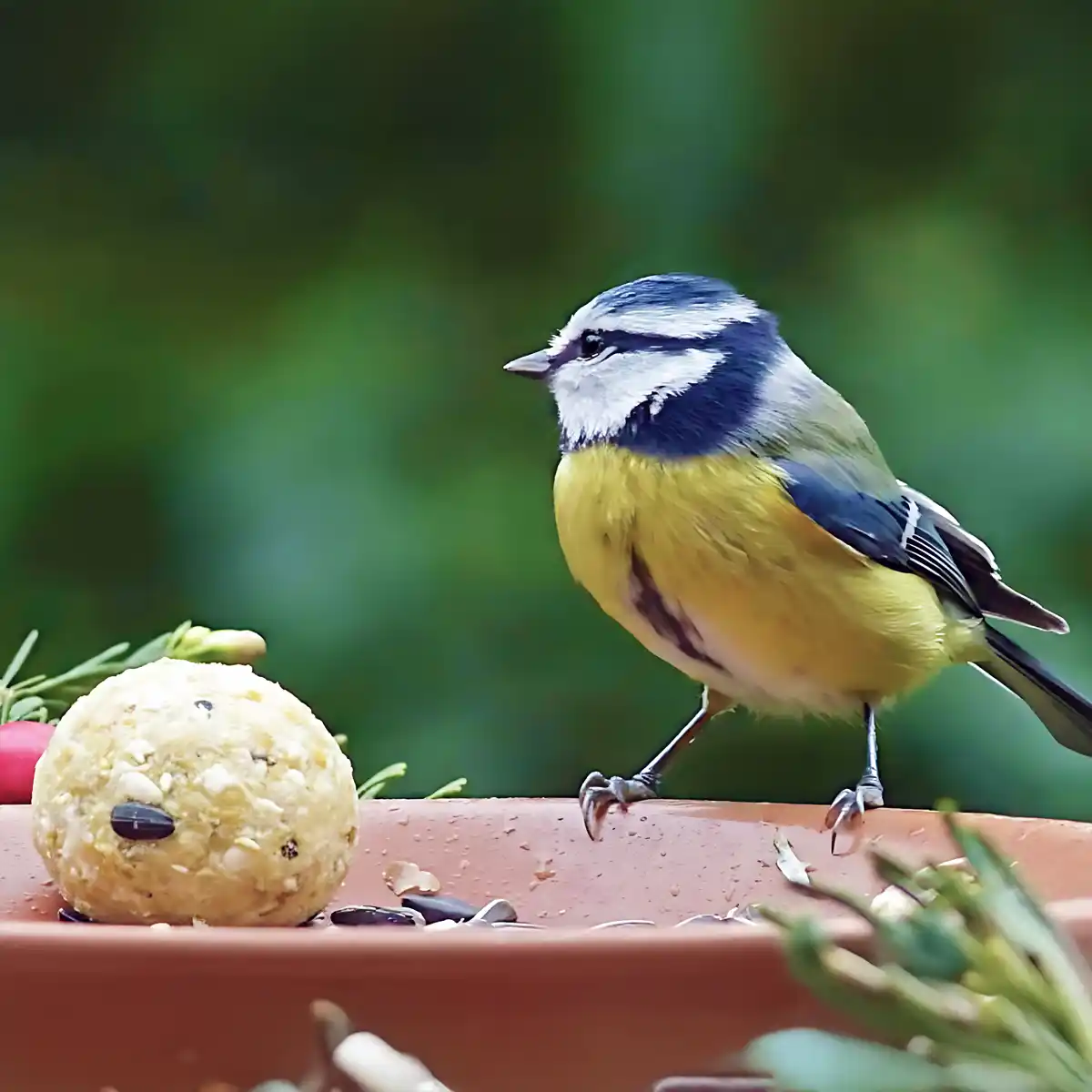 Pourquoi et comment nourrir les oiseaux du jardin ? Choisir une alimentation adaptée