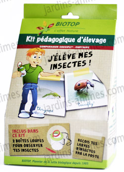 kit boite élevage coccinelle kit boite élevage coccinelle