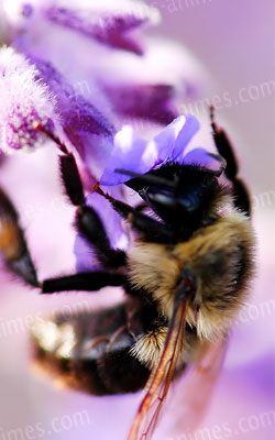 Un bourdon (bombus Terrestris) en pleine action de pollinisation Un bourdon (bombus Terrestris) en pleine action de pollinisation