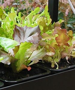 cultiver ses salades et plantes aromatiques en intérieur