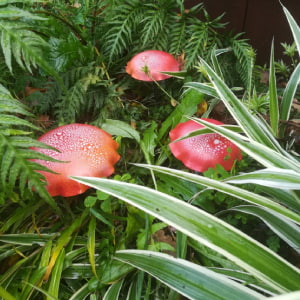 champignon rouge au milieu de la végétation
