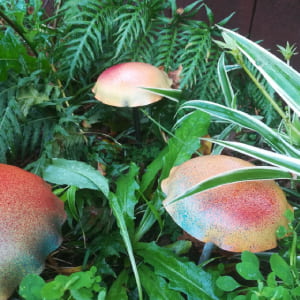 champignon orange au milieu de la végétation