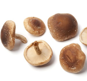 Kit champignons japonais Shiitake Kit champignons japonais Shiitake