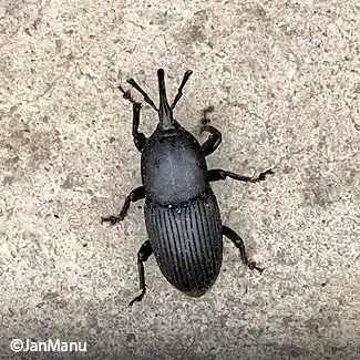 Reconnaitre le charançon de l'agave Reconnaitre le charançon de l'agave