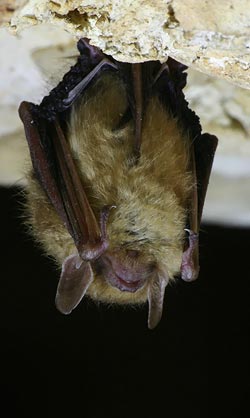 chauve souris suspendue chauve souris suspendue