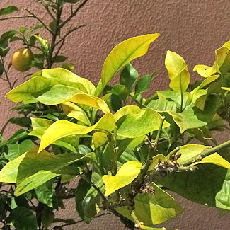 Chlorose sur un citronnier