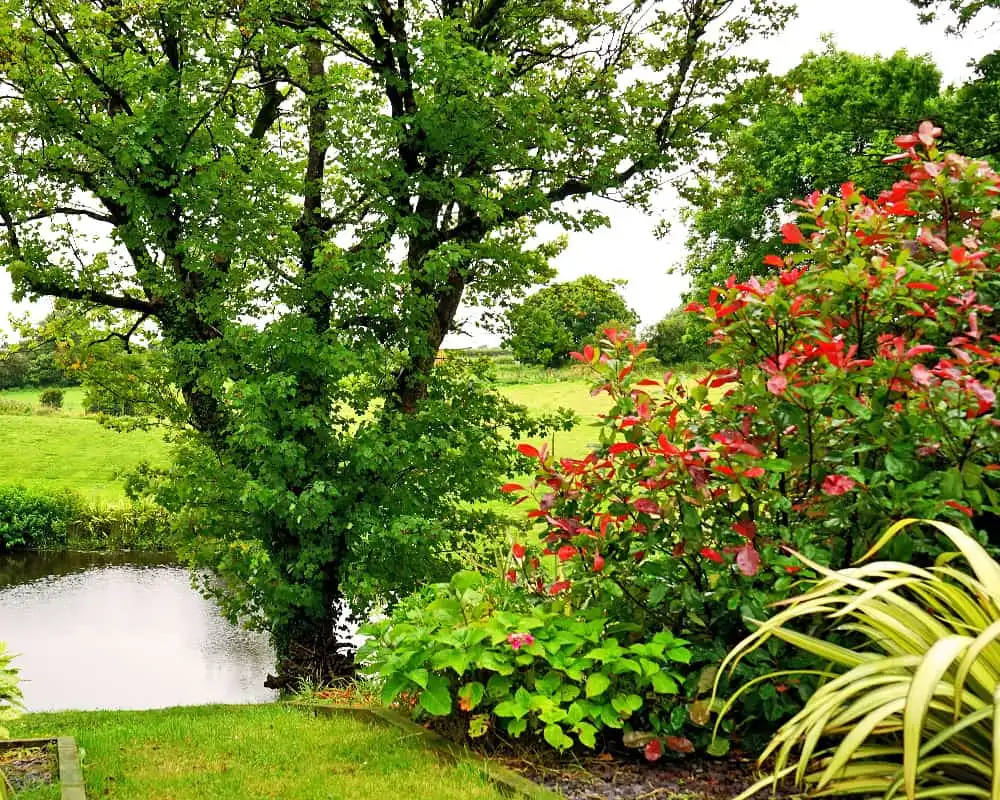 Comment choisir les plantes adaptées à son jardin ?