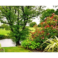 Comment choisir les plantes adaptées à son jardin ?