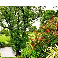 Comment choisir les plantes adaptées à son jardin ?