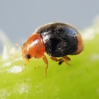 Coccinelle Cryptolaemus montrouzieri anti cochenille