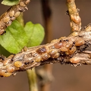 Colonie de cochenilles à carapace avec présence de fourmis