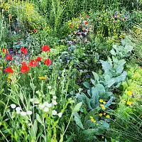 L'association des plantes au jardin  L'association des plantes au jardin