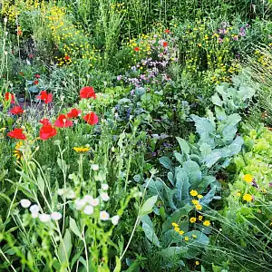 L'association des plantes au jardin