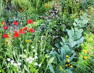 L'association des plantes au jardin