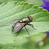 Comment se débarrasser des mouches ?