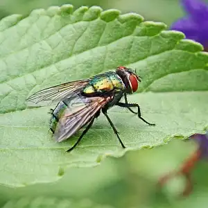 Comment se débarrasser des mouches ?