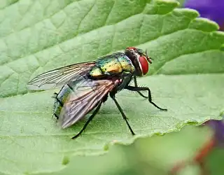 Comment se débarrasser des mouches ?