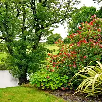 Comment choisir les plantes adaptées à son jardin ?