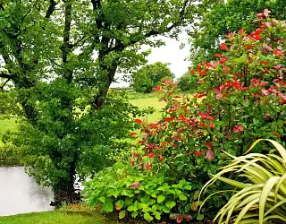 Comment choisir les plantes adaptées à son jardin ?