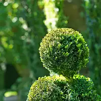 Art topiaire : comment faire ?