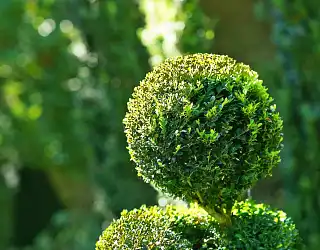 Art topiaire : comment faire ?