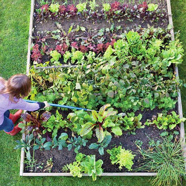 Créer un jardin bio et choisir ses plantes