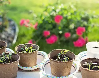 Comment faire et réussir ses semis ?