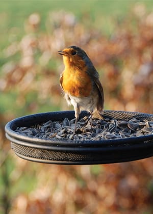 Comment nourrir les oiseaux pendant l'hiver ?