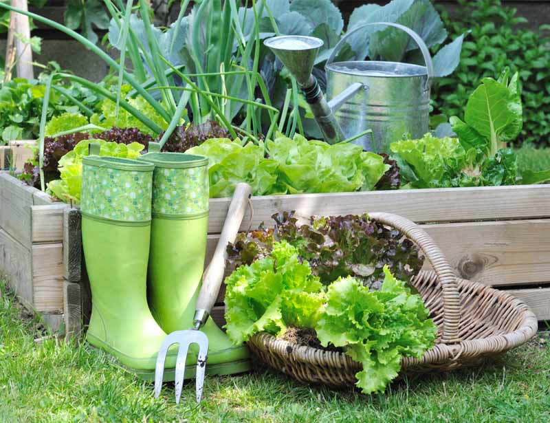 utiliser son compost pour les légumes du potager