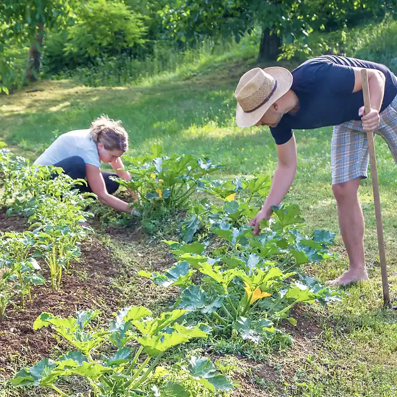 Fiches pratiques et astuces pour les travaux de jardinage